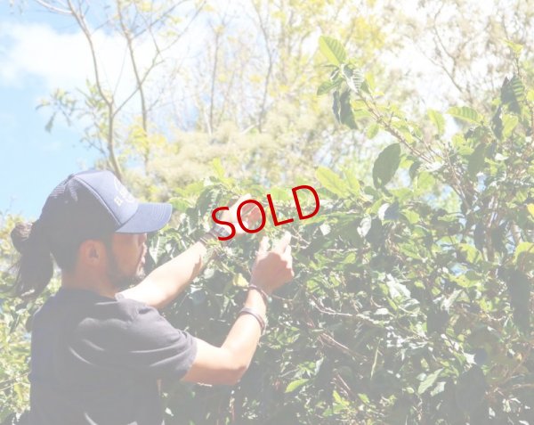 画像2: 【珈琲のための器展 ワークショップ受付2/24（金）】from 京都 coyote 門川さんによる夜の珈琲教室「エルサルバドルナイト」