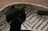画像4: 増田光　白黒だえんカレー皿　ネコ