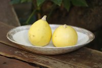 古谷浩一　渕荒横彫　楕円深皿（中）【アソート作品】