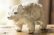 画像1: 浜坂尚子　手のり大きめ動物　白クマ (1)
