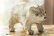 画像2: 浜坂尚子　手のり大きめ動物　白クマ