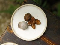 長谷川哲也　小皿　11cm　白【アソート作品】