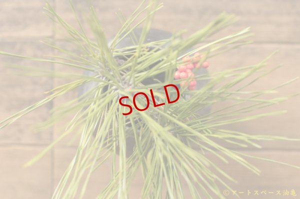 画像9: 八田亨　黒釉窯変　壺