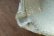 画像4: 工藤和彦　白樺ホワイト平片口７寸鉢