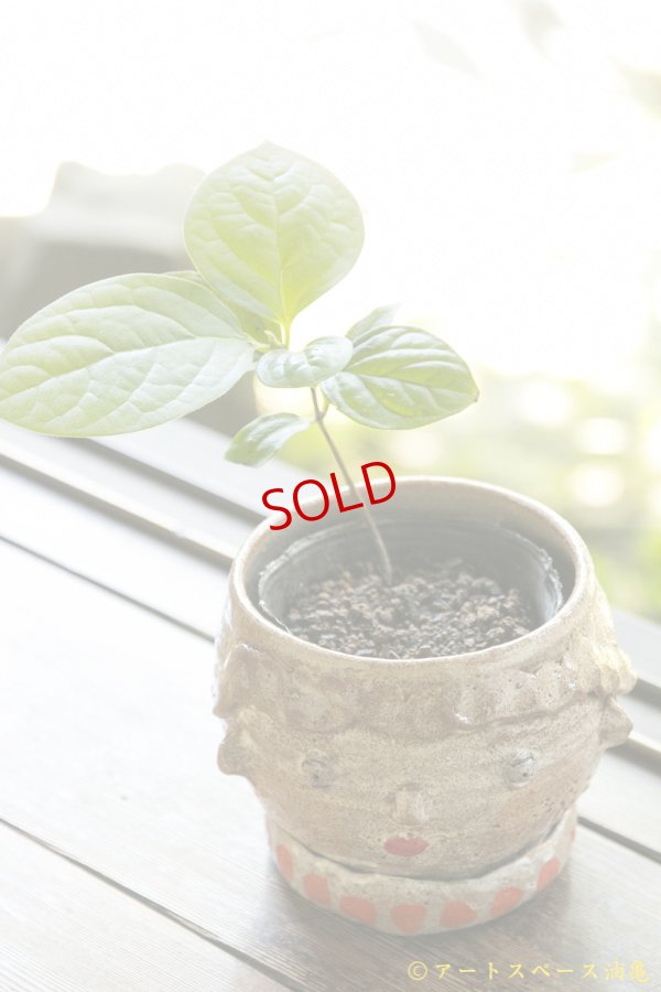 画像2: 増田光　植木鉢M