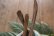 画像8: 奥山泉　木のスプーン　手（約17.0〜21.0cm）【アソート作品】 (8)