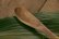 画像8: 奥山泉　木のスプーン　ねこ　ひげあり（約17.0〜18.0cm）【アソート作品】 (8)