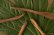 画像3: 奥山泉　木のスプーン　手（約17.0〜21.0cm）【アソート作品】