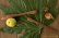 画像3: 奥山泉　木のスプーン　ねこ（約17.0〜19.0cm）【アソート作品】
