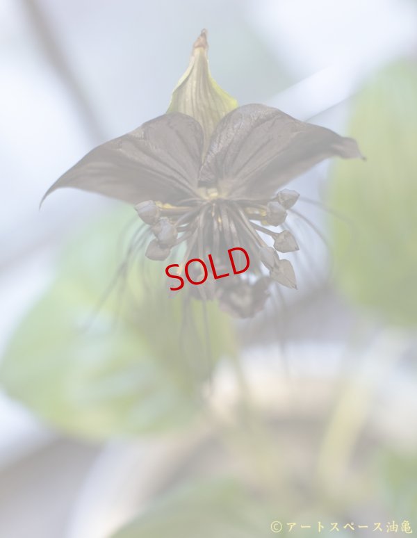 画像2: 大澤哲哉　大甕（白）large earthenware pot   white