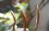 画像6: PORD HAND WORKS　Driftwood spoon