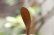 画像6: PORD HAND WORKS　Driftwood spoon