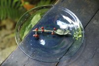 白神典大　サラダの皿
