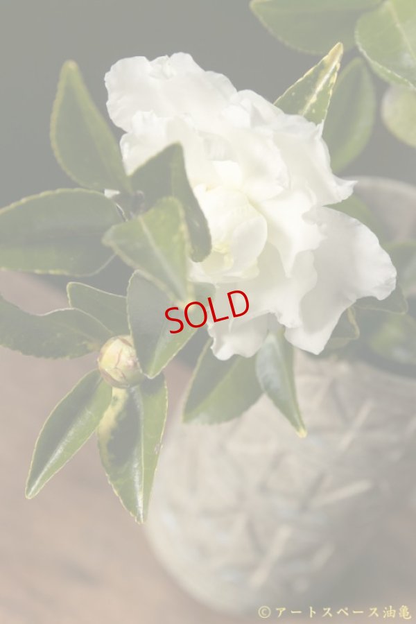 画像8: 寺村光輔　並白釉　線刻　花器（薪）