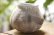 画像1: 馬川祐輔　丸カップ (1)