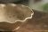 画像10: 八木橋昇　ブドウ灰釉２２９　マスカットオブアレキサンドリア　白土輪花４寸小皿（ブドウ灰１００％）
