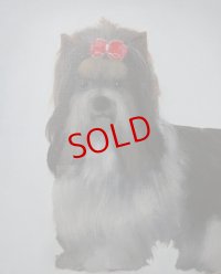 吉行鮎子「beaver terrier」