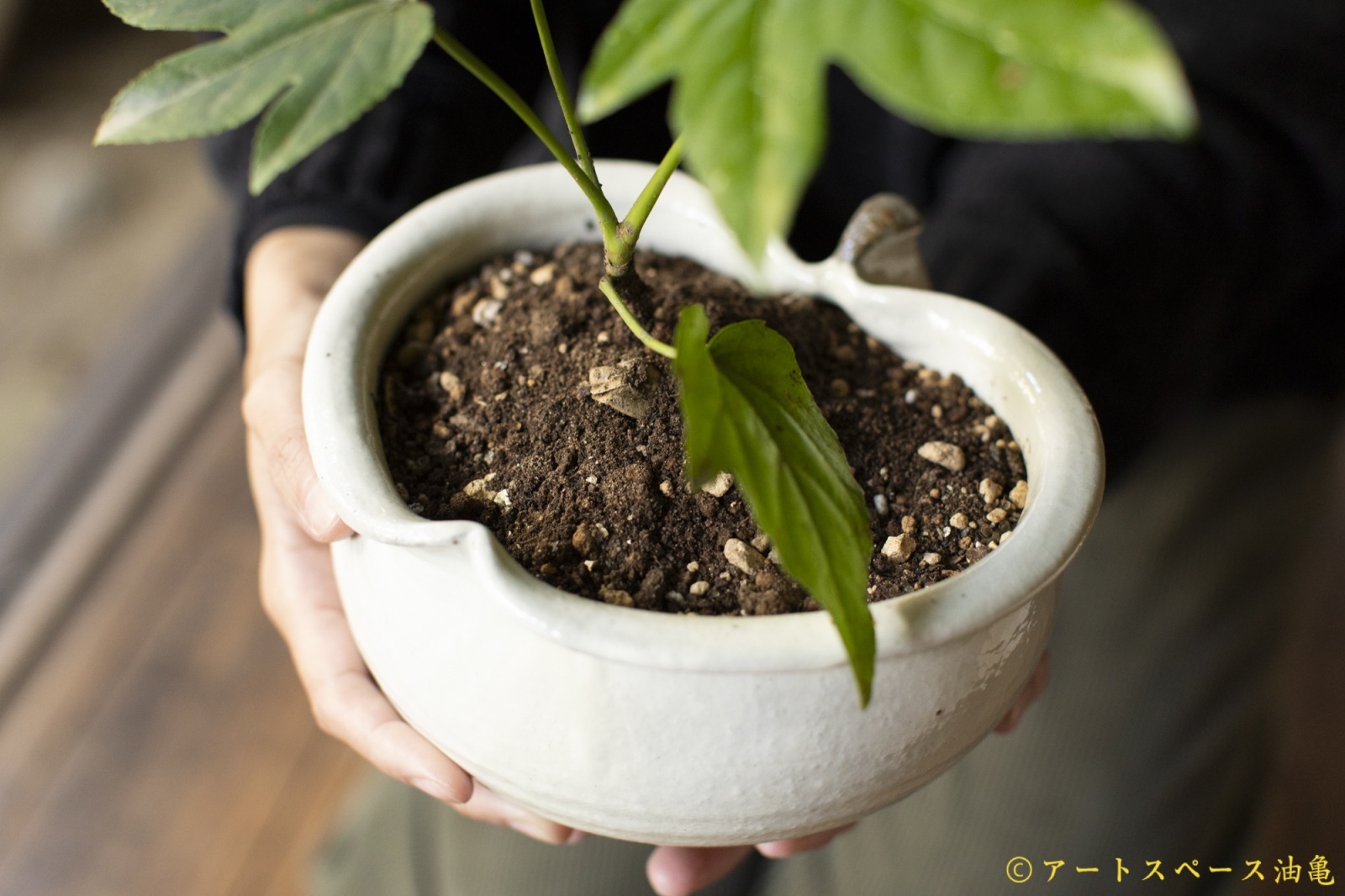 古谷浩一　植木鉢　６号（受け皿付き）【アソート作品】