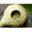 画像4: 安藤大悟　陶器焙煎機 (4)