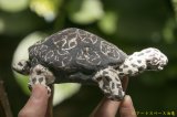 画像: 浜坂尚子　手のり動物　カメ