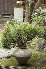 画像: 八田亨　三島　大壺　＜一品作＞