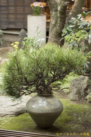 画像: 八田亨　三島　大壺　＜一品作＞