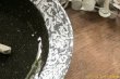 画像4: 肥後博己　印花紋三日月楕円平鉢紺碧 (4)