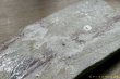 画像7: 加地学　マスカットオブアレキサンドリア灰　板皿 (7)