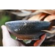 画像3: 加地学　南蛮焼締　鉢 (3)