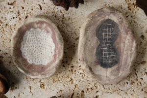 画像: あよお　海のいきもの／手びねり豆皿