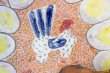 画像4: 岡美希　ニワトリとタマゴ皿 (4)