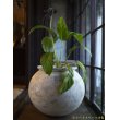 画像1: 大澤哲哉　大甕（白）large earthenware pot   white (1)