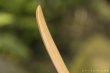 画像11: PORD HAND WORKS　Driftwood spoon (11)