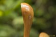 画像6: PORD HAND WORKS　Driftwood spoon (6)