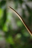 画像9: PORD HAND WORKS　Driftwood spoon (9)