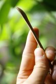 画像5: PORD HAND WORKS　Driftwood spoon (5)