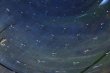 画像8: 白神典大　サラダの皿 (8)
