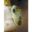 画像10: 田川亞希　亀様 (10)