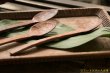 画像6: たま木工 カレースプーン（ オキナワ ウラジロガシ ）【 アソート作品 】 (6)