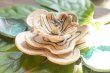 画像3: タナベヨシミ　お花のセット（６点） (3)