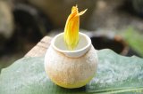 画像: 馬川祐輔　丸カップ
